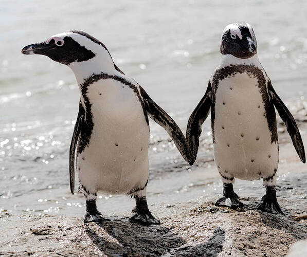 Picture of penguins on a beach in South Africa