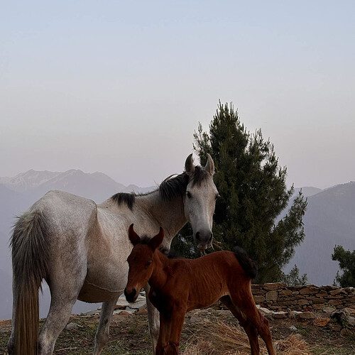 Horses in Mountain Landscape Under Moon