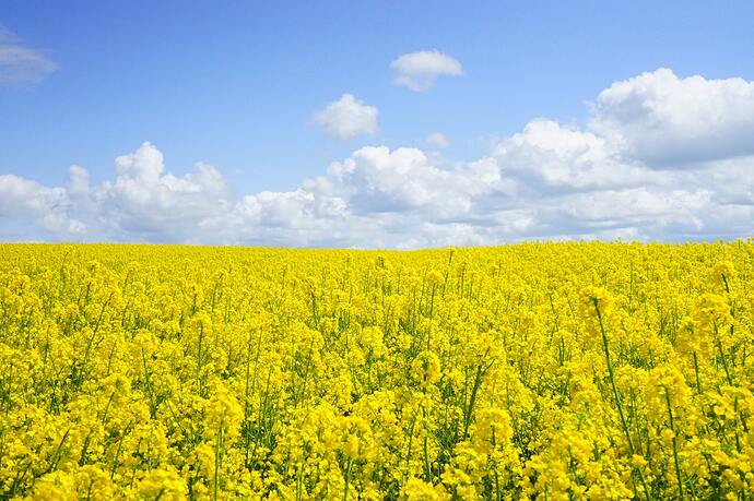 Free Yellow Flower Field Under Blue Cloudy Sky during Daytime