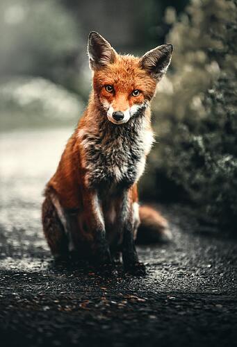 Photo of a fox sitting on the ground