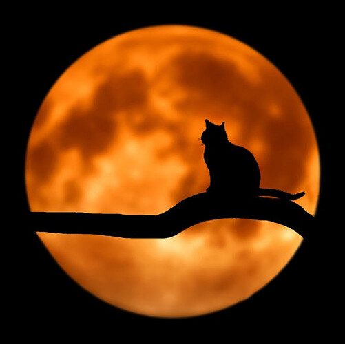 Photography of a cat in front of full moon