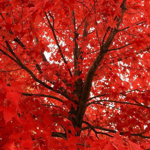 Photo by R-Mann Essombo, Pexels Vibrant Red Maple Leaves in Ottawa's Autumn