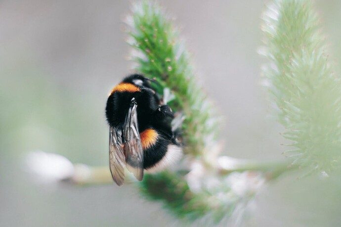 A bumble bee sitting on a leaf.
