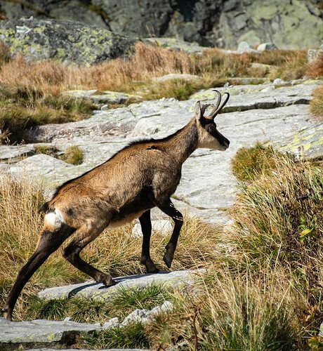 Photo: Pexels, Daniel Szabat Chamois roaming the rocky terrain of High Tatras, Slovakia, captured in its natural habitat