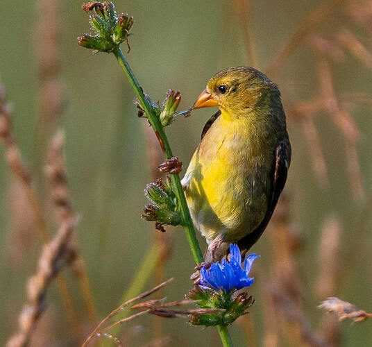 Yellow bird perching on blossoming plant